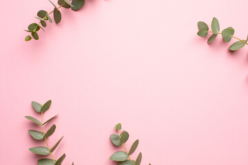 Green plant eucalyptus on a pink background