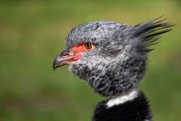 Halsbandwehrvogel im Portrait