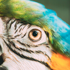 Eye Pupil Of Blue-and-yellow Macaw Also Known As The Blue-and-gold Macaw. Wild Bird © Great Brut Here