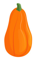 Ripe natural pumpkin thanksgiving or halloween symbol vector illustration isolated on white background