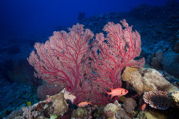 Colorful soft coral on the reef