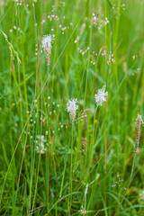 summer field with nice plants