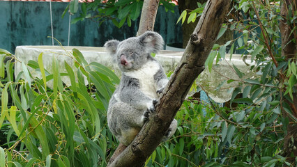 A koala is sleeping on the tree. Koala is  an arboreal herbivorous marsupial native to Australia.