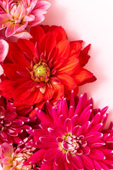  fresh dahlia, top view