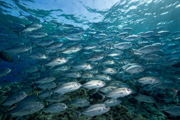 A school of  Trevally on the reef