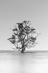 Black and white shot of a lone tree partially submerged in the sea, Thailand