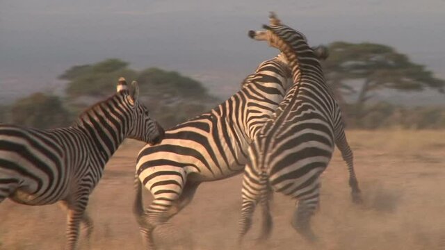 a zebra comes and seperates two fighting zebras