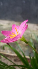 Fototapeta premium pink lotus flower