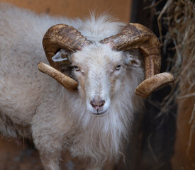 Ram with big and curved horn
