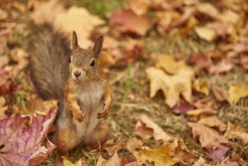 Portrait of a squirrel in colorful autumn fallen leaves.