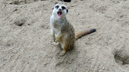 Meerkat is playing in the sandy park. The meerkat, suricate, is a small mongoose, live in rock crevices in stony, often calcareous areas, and in large burrow systems in plains.