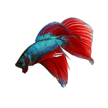 Siamese fighting fish , red and blue betta isolated on white background