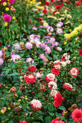 Obraz na płótnie Canvas dahlias in the fall garden
