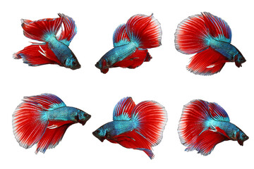 Siamese fighting fish , red and blue betta isolated on white background