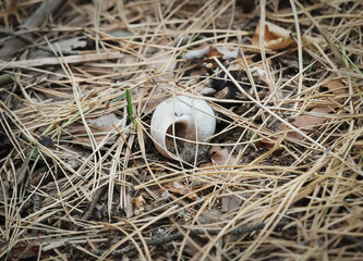 Abstract background, snail shell on the background of dry pine needles.