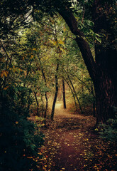 Autumn forest landscape, trees in the sunlight.