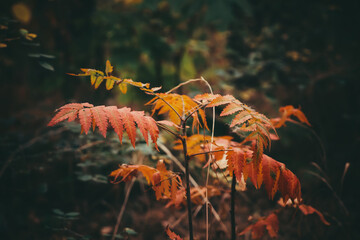 Autumn landscape, yellow-red leaves on the branches.