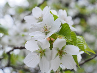 山桜