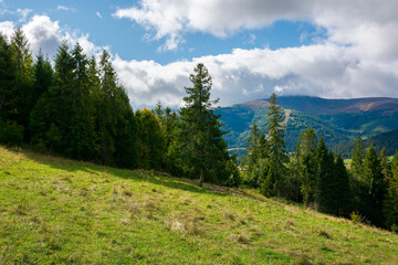 spruce forest on the meadow in mountains. sunny autumn weather with clouds on the sky. beautiful carpathian landscape