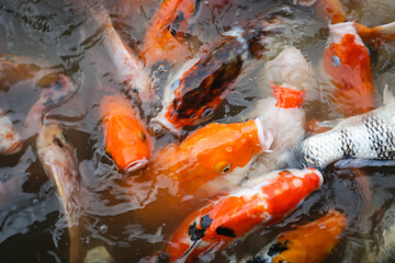 Obraz na płótnie Canvas Koi Fishes swimming inside a pond