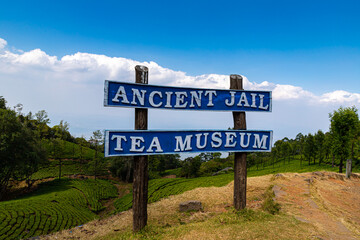 Tea garden in western ghats, Tamilnadu, India