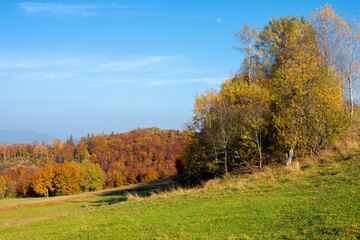 trees in colorful foliage on the hills. rolling countryside scenery in autumnal season. wonderful sunny weather on a sunny day in carpathian mountain landscape