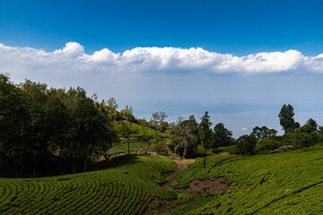 a beautiful view of tea garden ,mountains and a village at ooty,tamilnadu