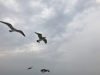 geese in flight