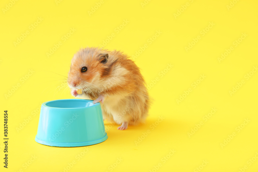 Wall mural funny hamster near bowl with food on color background