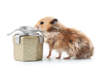Funny hamster with gift on white background