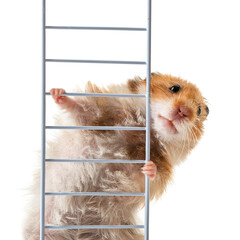 Funny hamster with ladder on white background © Pixel-Shot