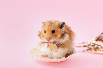 Funny hamster with pumpkin seed on color background