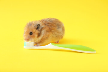 Funny hamster with tooth brush on color background