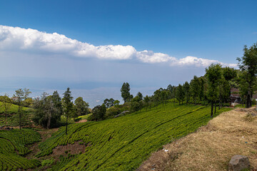 Fototapeta na wymiar a beautiful view of tea garden ,mountains and a village at ooty,tamilnadu