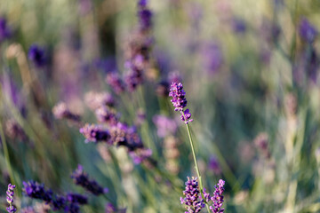 Blooming lavender in a garden