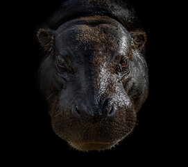 Portrait of pygmy hippo in black background