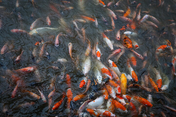 Koi Fishes swimming inside a pond