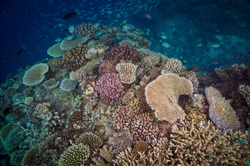 Naklejka na ściany i meble Healthy, colorful corals on the Great Barrier Reef