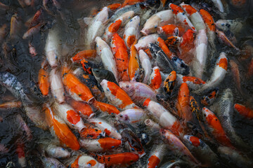 Koi Fishes swimming inside a pond