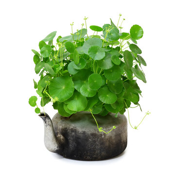 Centella asiatica in a old pot isolated on a white background