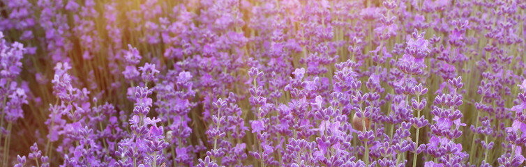 Lavender bushes closeup.