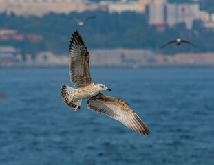 Seagull in Flight