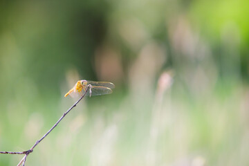 Close up of yellow dragonfly flying at top of leaf with green natural background. Insects on flowers.