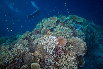 Naklejka na ściany i meble Healthy, colorful corals on the reef