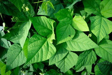 Fresh green leaves of Dolichos lablab