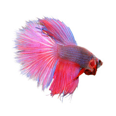 Colorful of siamese fighting fish, betta isolated on white background. Thai fighting fish