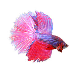 Fototapeta premium Colorful of siamese fighting fish, betta isolated on white background. Thai fighting fish