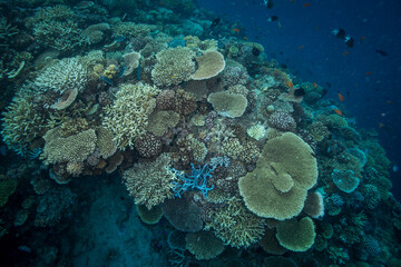 Fototapeta na wymiar Healthy, colorful corals on the Great Barrier Reef
