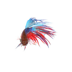 Siamese fighting fish, red and blue betta isolated on white background. Thai fighting fish
