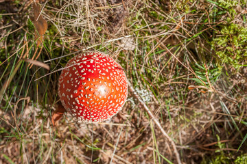 Orange amanita in the forest in Autumn, orange mashroom, fly agaric in the forest, uneatable mushroom, poisonous mushroom. Natural light, vibrant colors and selective focus.